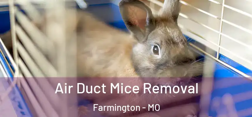 Air Duct Mice Removal Farmington - MO